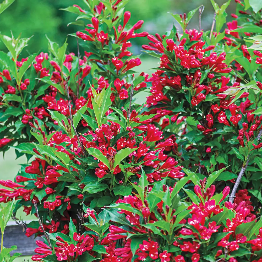 Red Prince Weigela