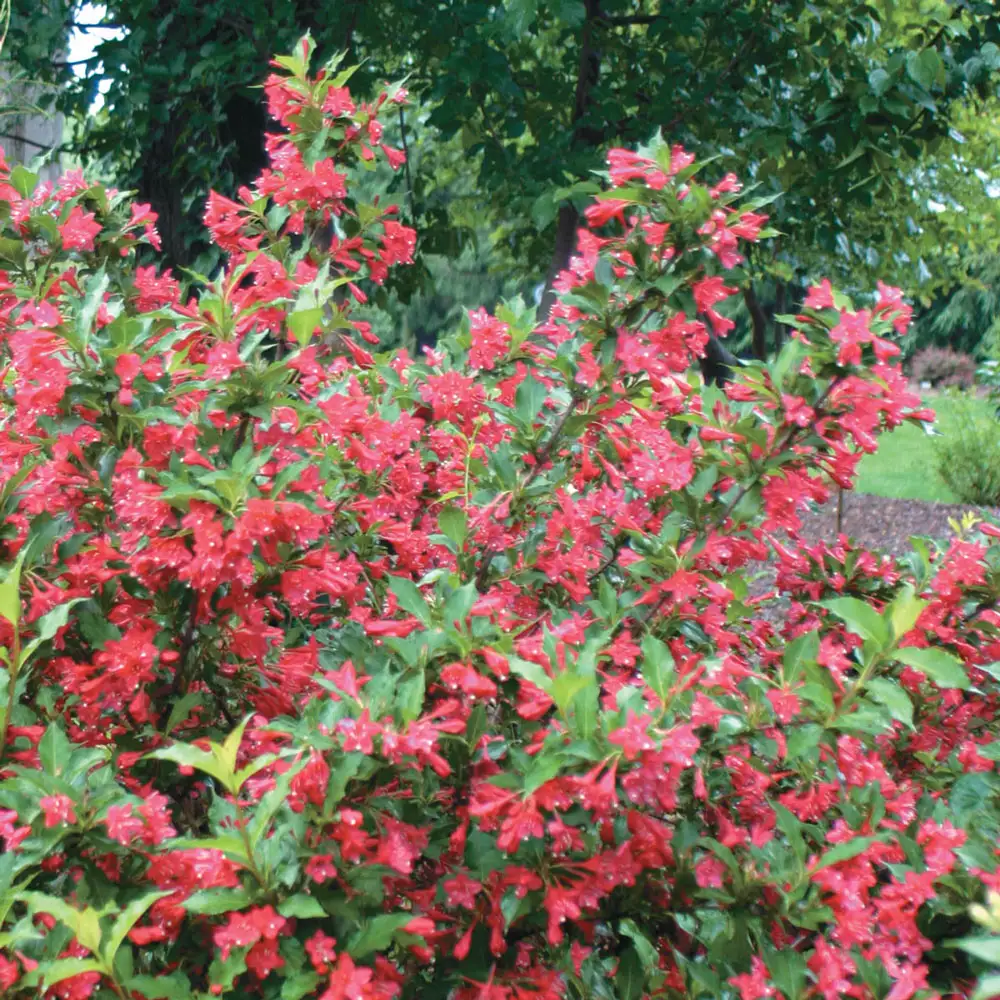 Red Prince Weigela - Image 2