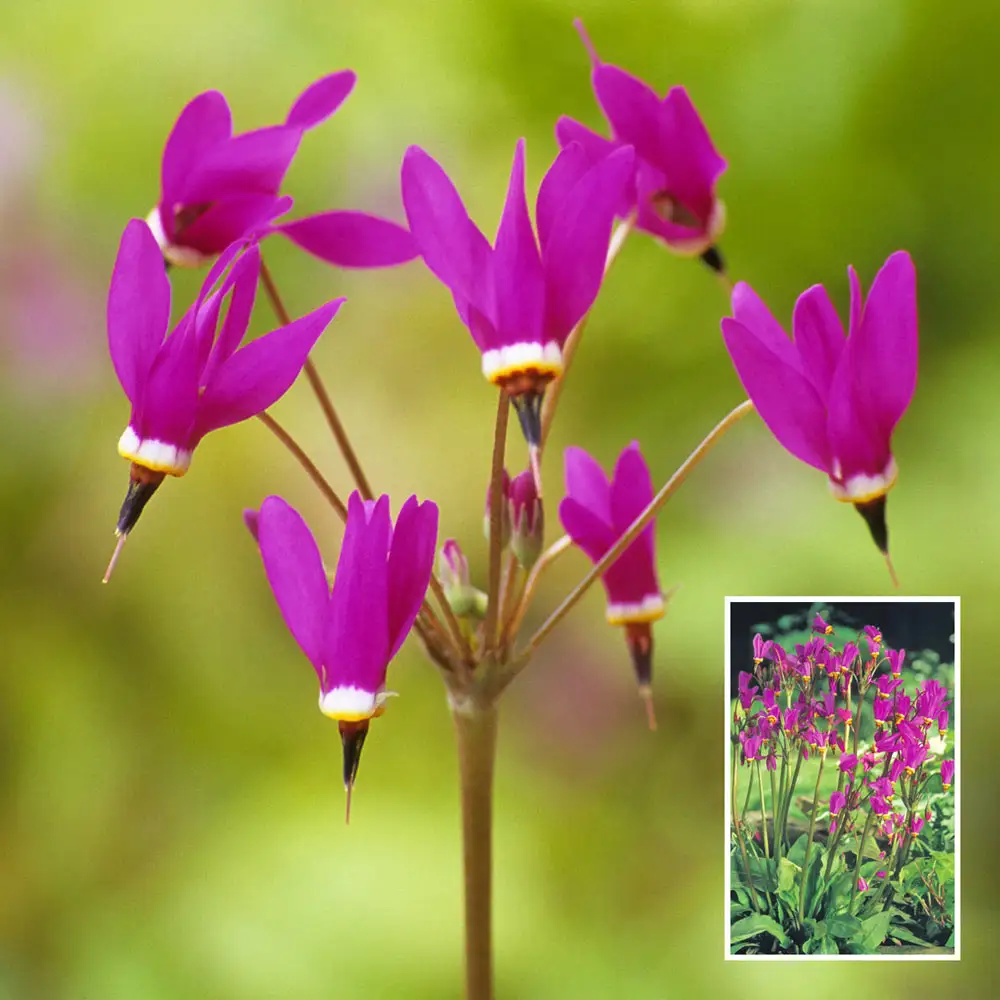 Red Wings Shooting Star