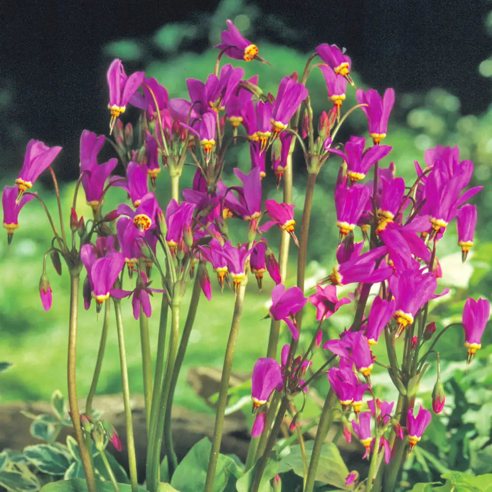 Red Wings Shooting Star - Image 2