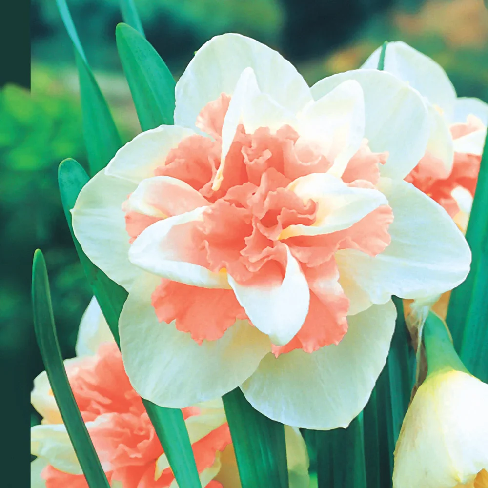 Double Daffodil Replete - Image 4