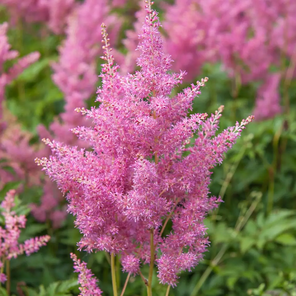 Astilbe Rheinland - Image 3