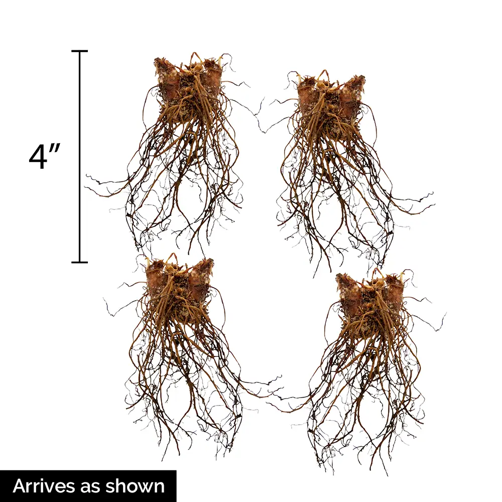 Astilbe Rheinland - Image 4