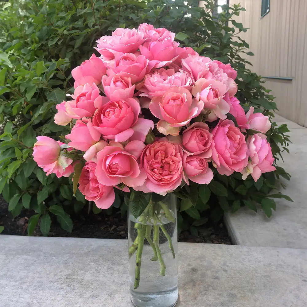Rose Tree All Dressed Up™