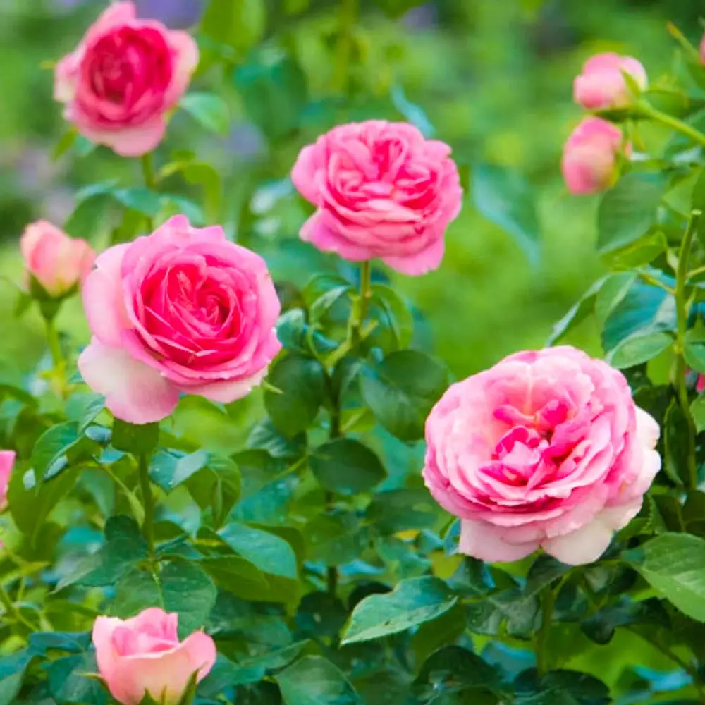 Rose Tree All Dressed Up™ - Image 4
