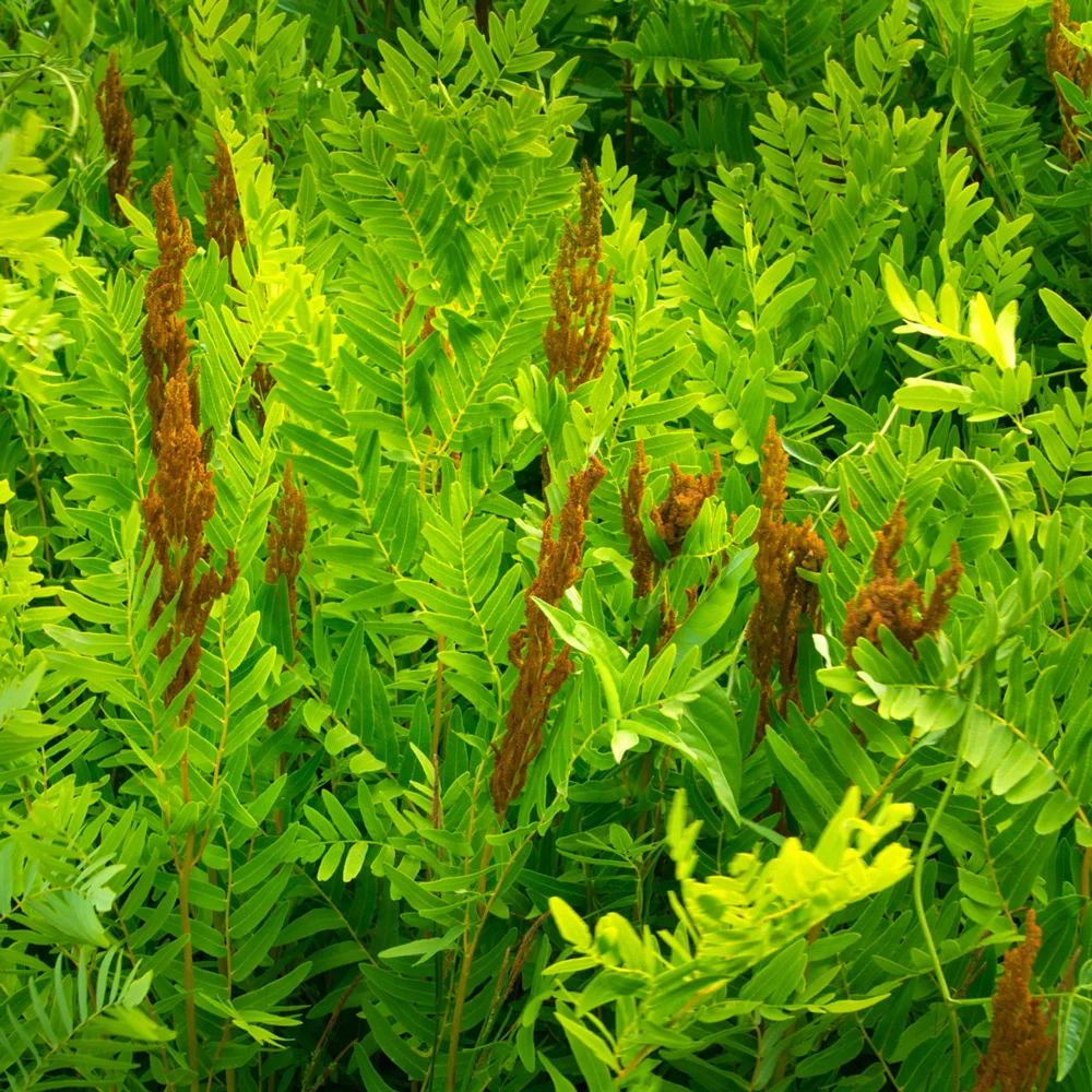 Royal Fern - Image 3