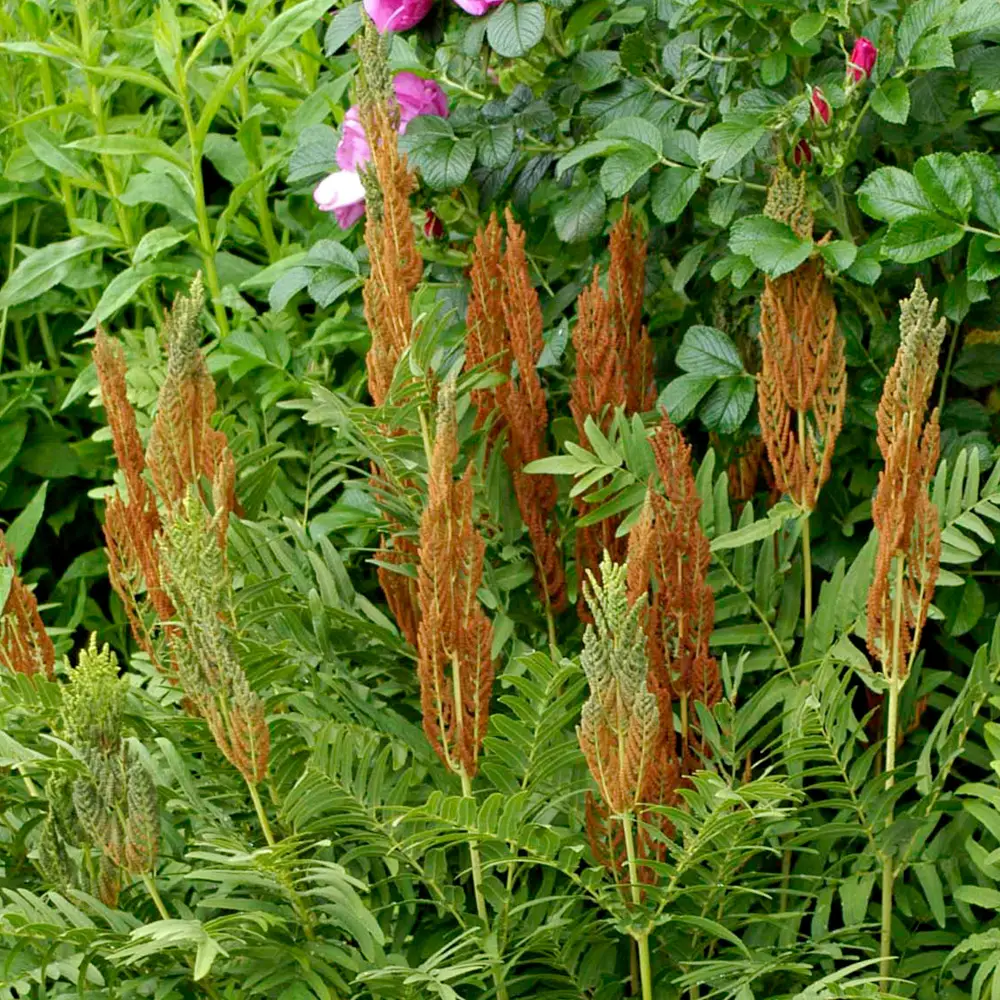 Royal Fern - Image 5