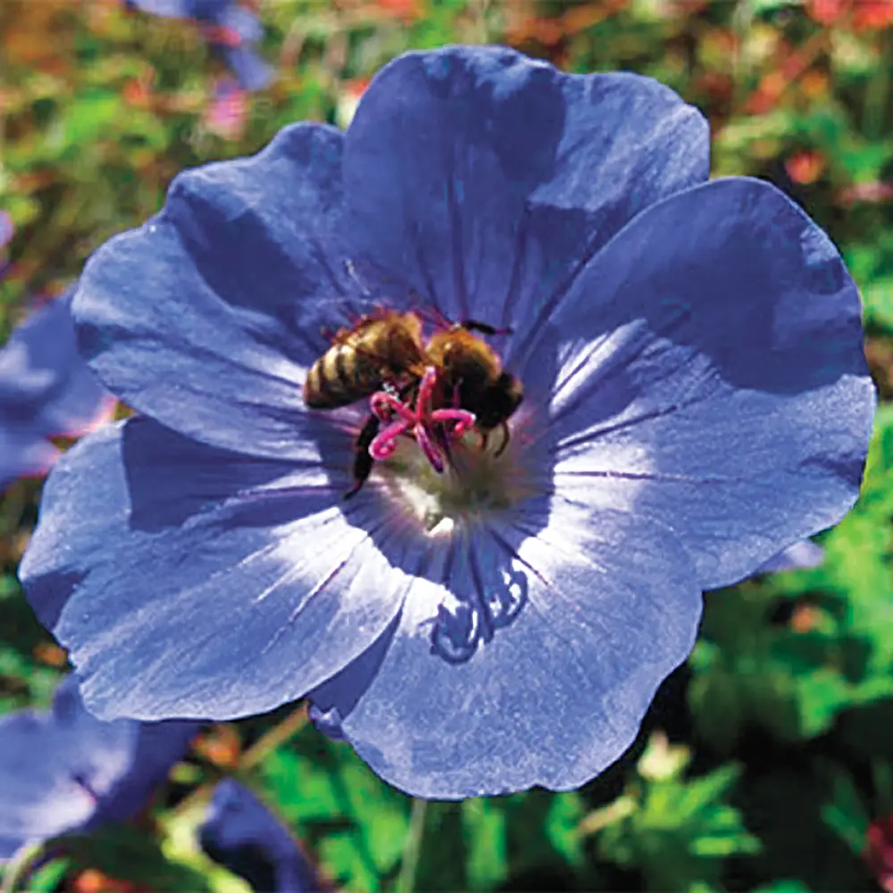 Hardy Geranium Rozanne - Image 2
