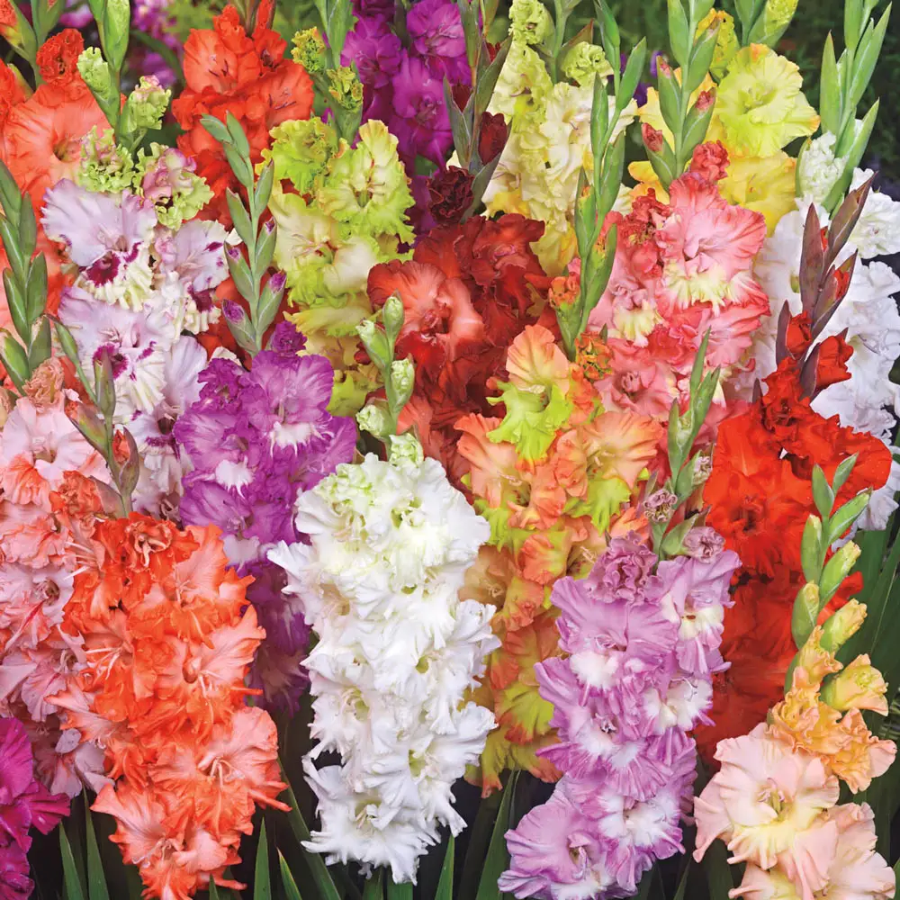Ruffled Gladiolus Mixture - Image 2