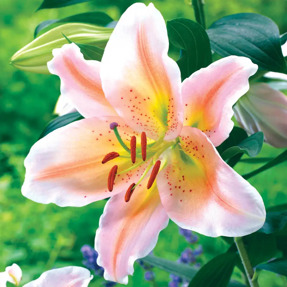 Salmon Party Dwarf Oriental Lily