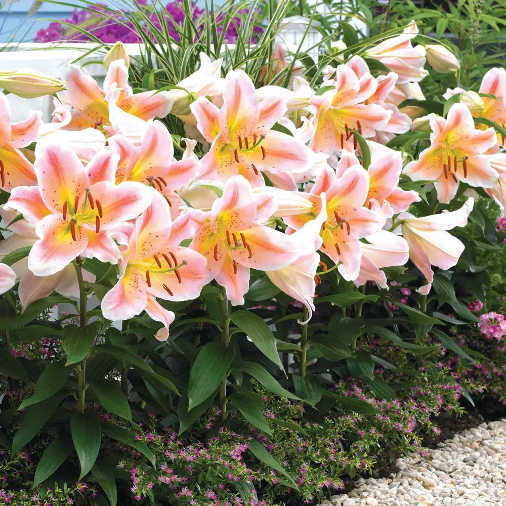 Salmon Party Dwarf Oriental Lily - Image 2