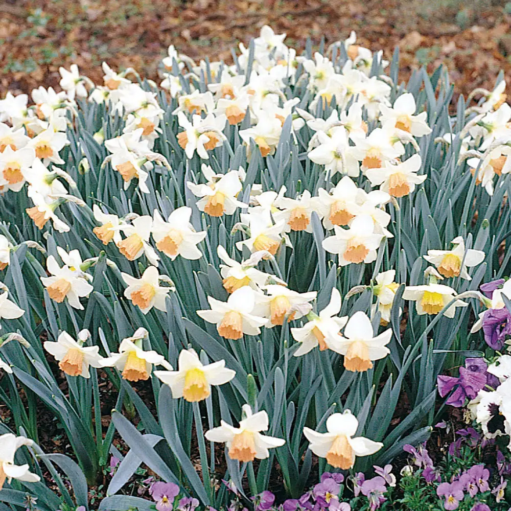 Large Cupped Daffodil Salome - Image 4