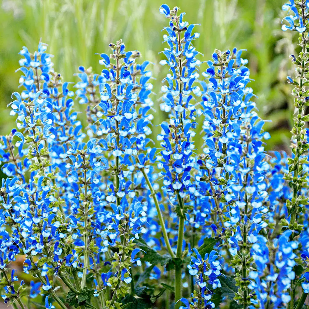 Salvia Azure Snow - Image 3