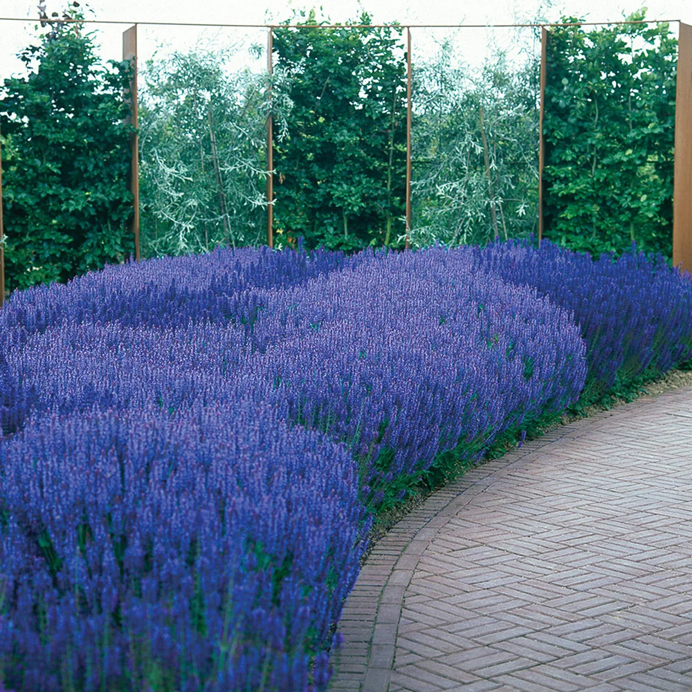Salvia nemorosa May Night (Sage)