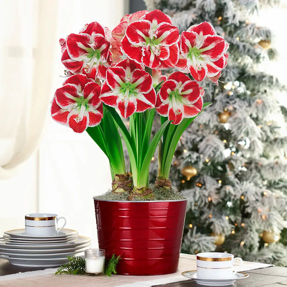 Amaryllis Samba