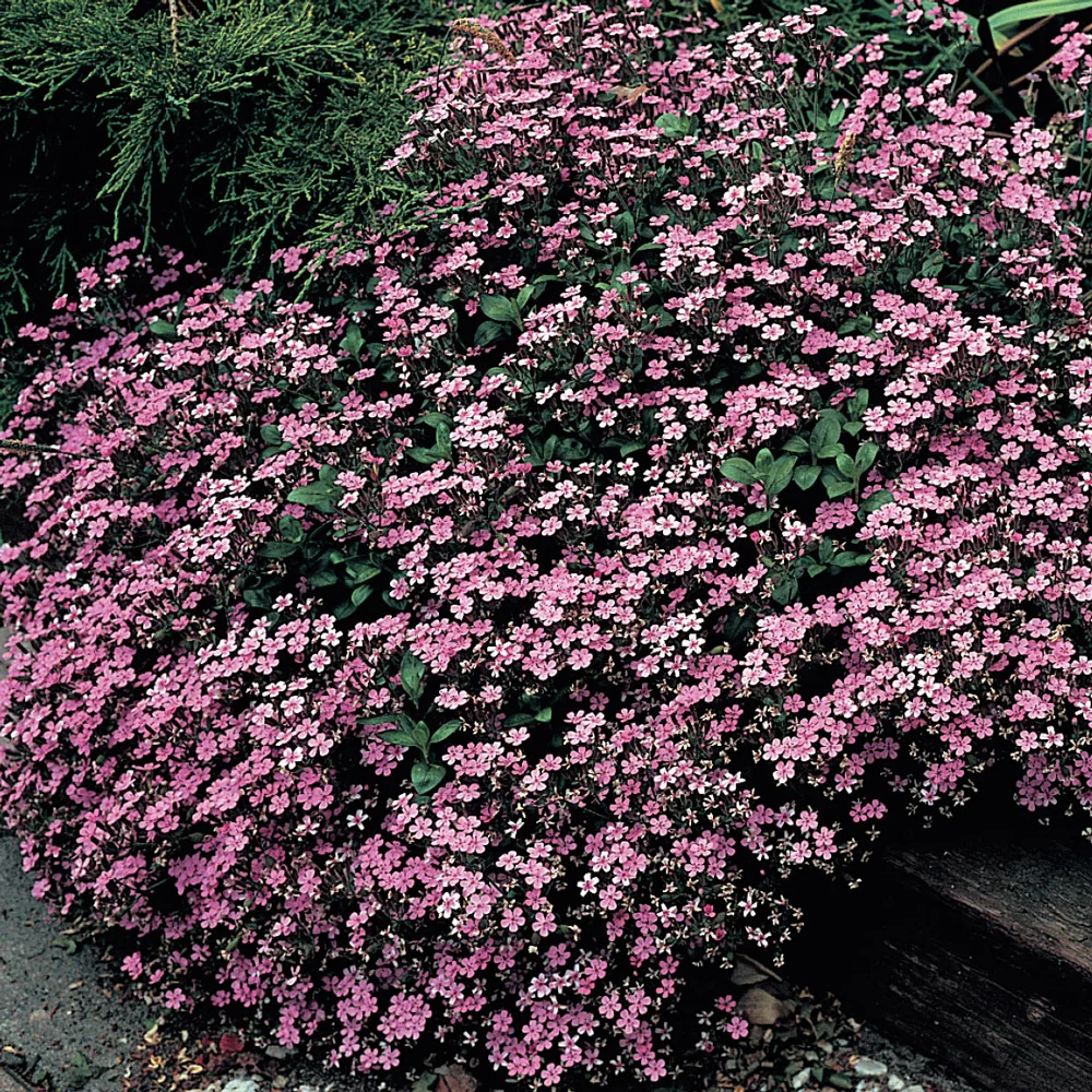 Saponaria ocymoides (Cote d'Azur Pinks) - Image 5