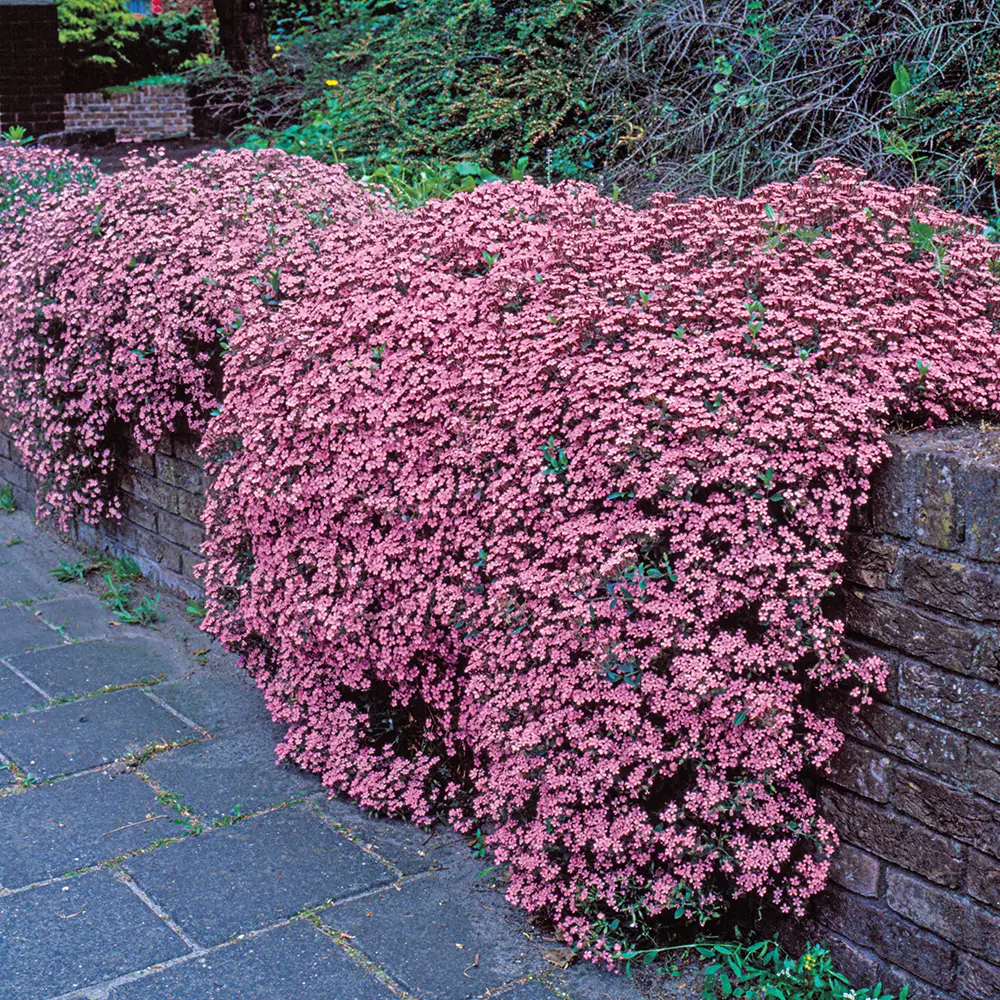 Saponaria ocymoides (Cote d'Azur Pinks) - Image 7