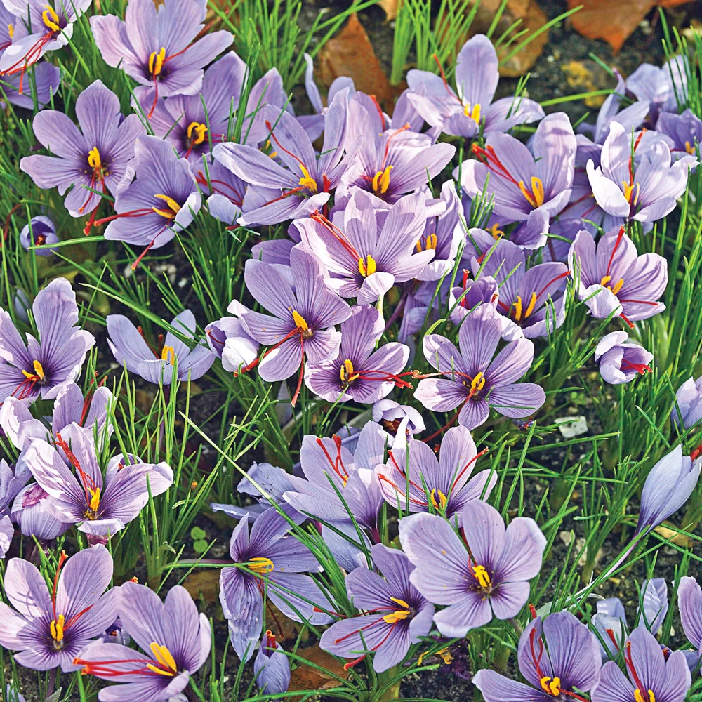 Saffron Crocus - Image 5