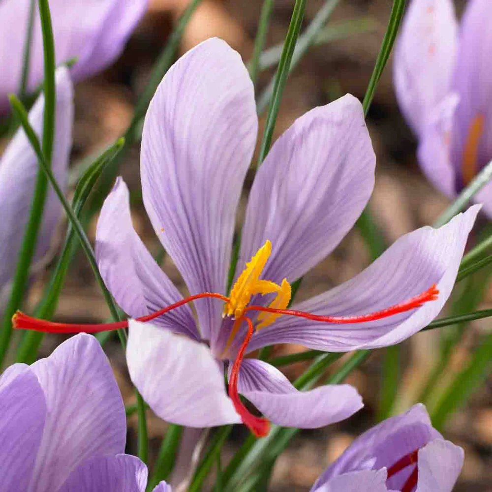 Saffron Crocus - Image 6