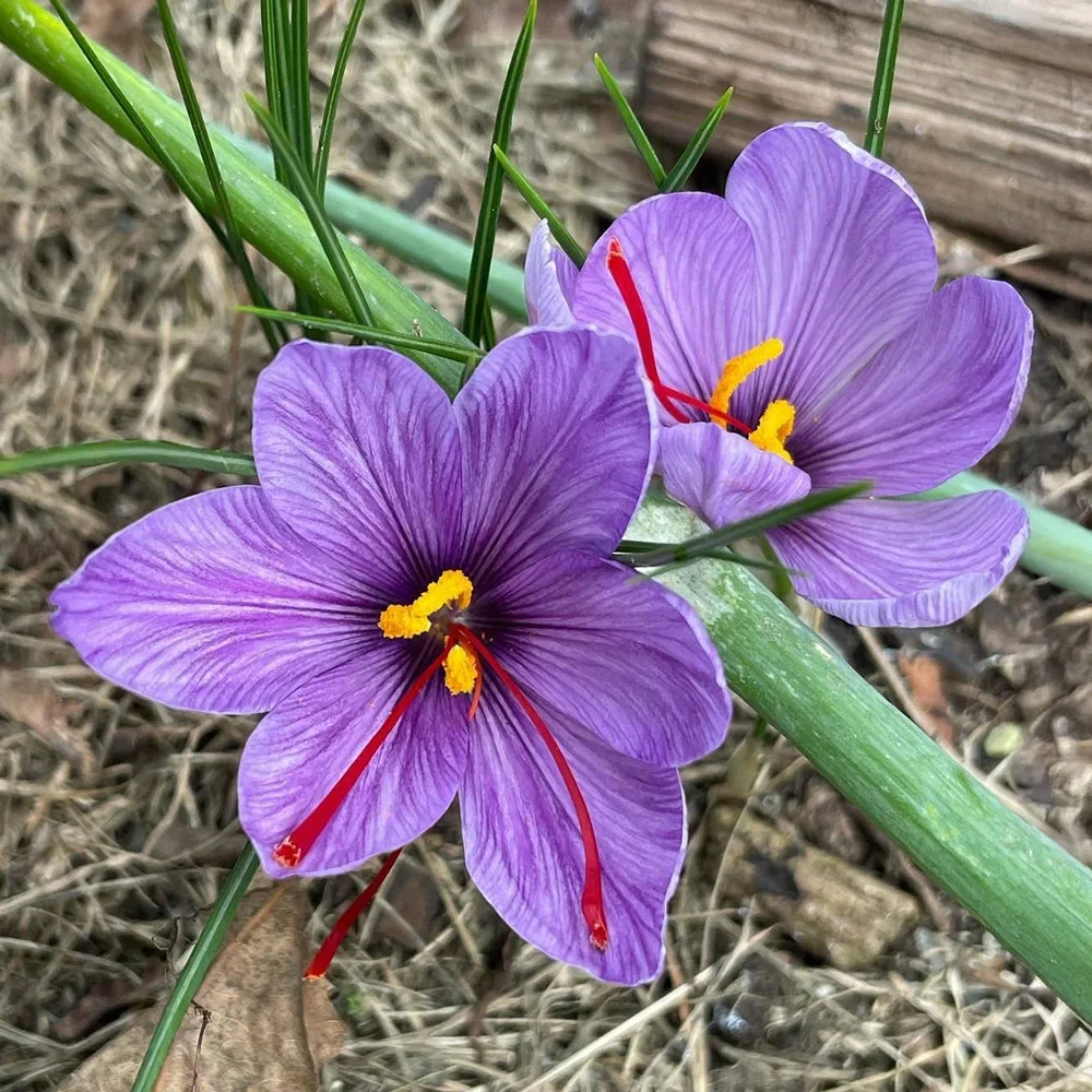 Saffron Crocus - Image 7