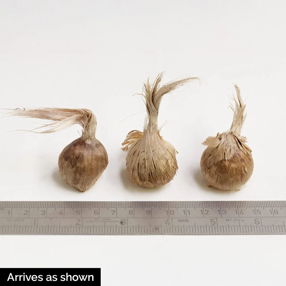 Saffron Crocus - Image 8