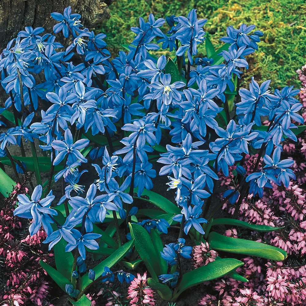 Scilla siberica (Siberian Squill) - Image 5