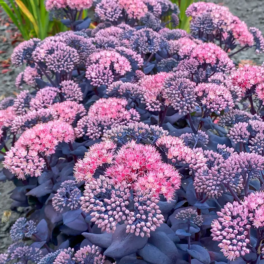 Sedum Mojave Jewels™ Sapphire