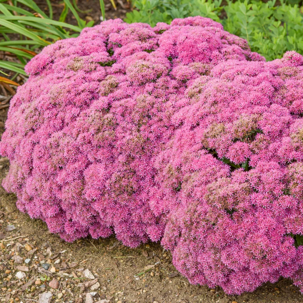 Sedum Powderpuff