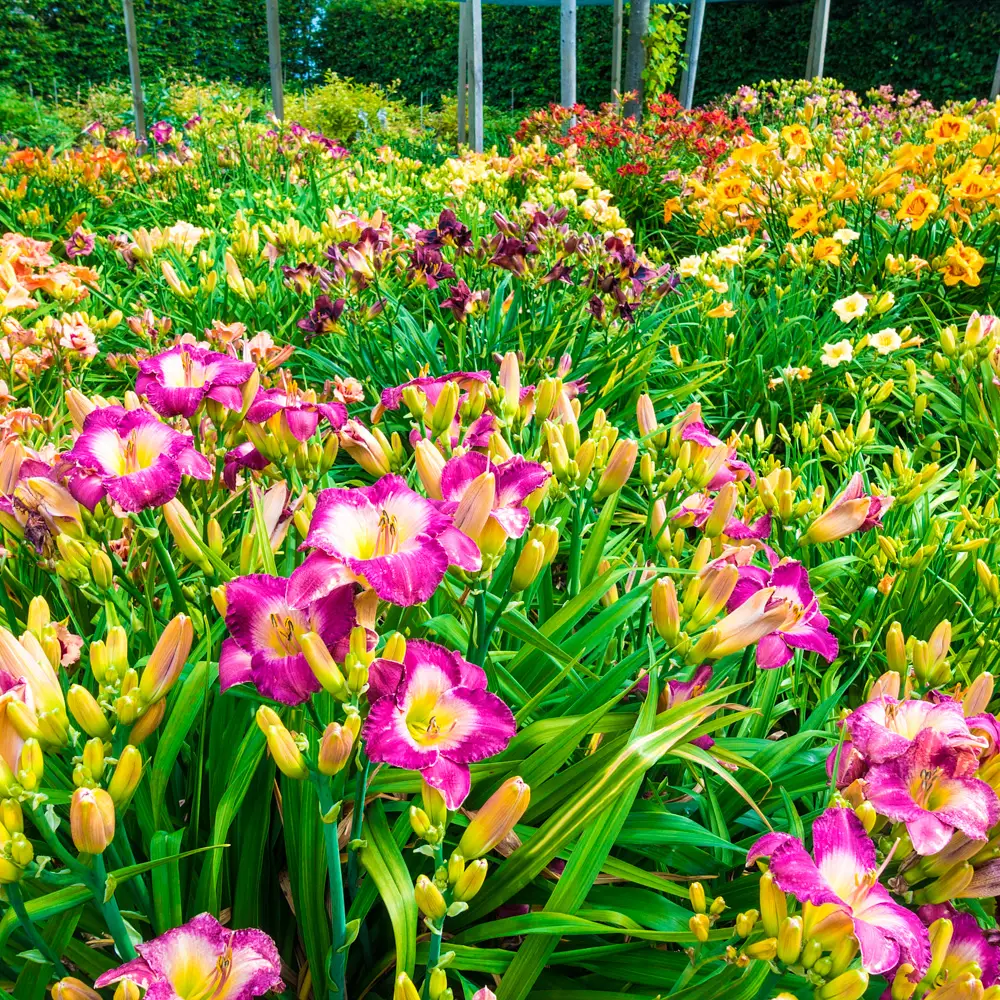 Select Daylily Mixture - Image 3