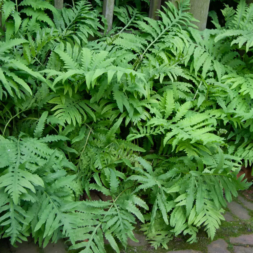 Sensitive Fern - Image 3