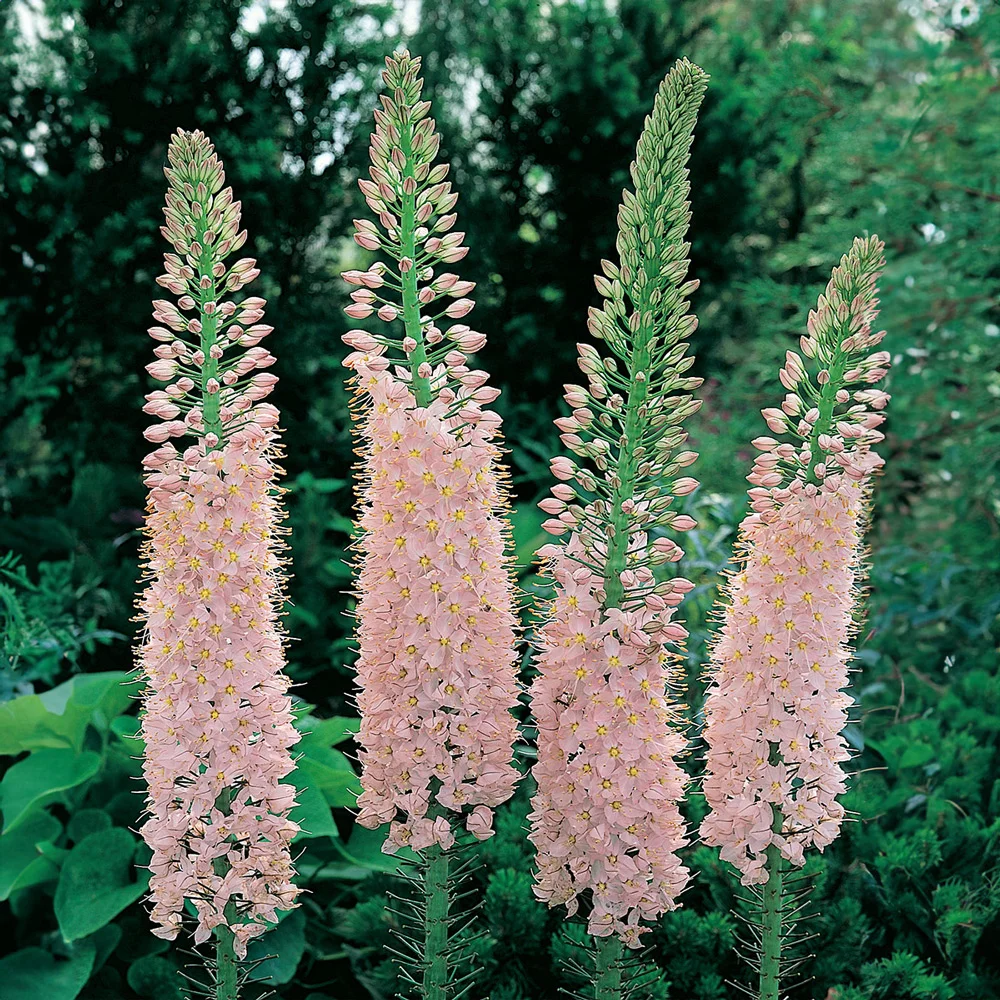 Eremurus (Foxtail Lilies) Shelford Pink