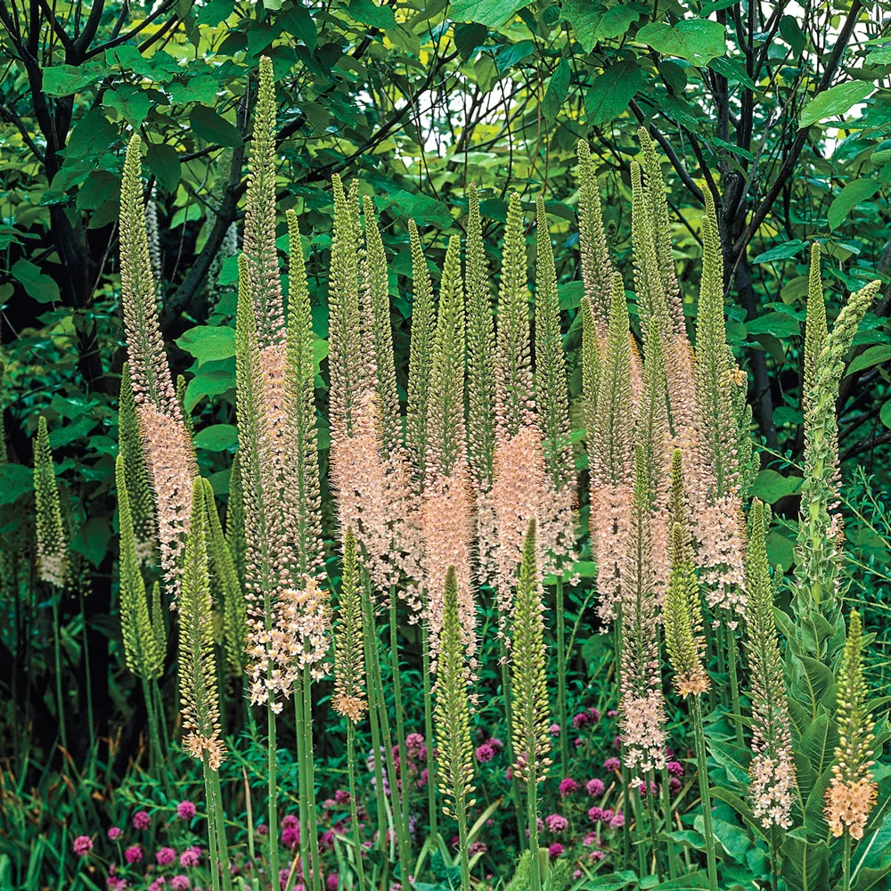 Eremurus (Foxtail Lilies) Shelford Pink - Image 2