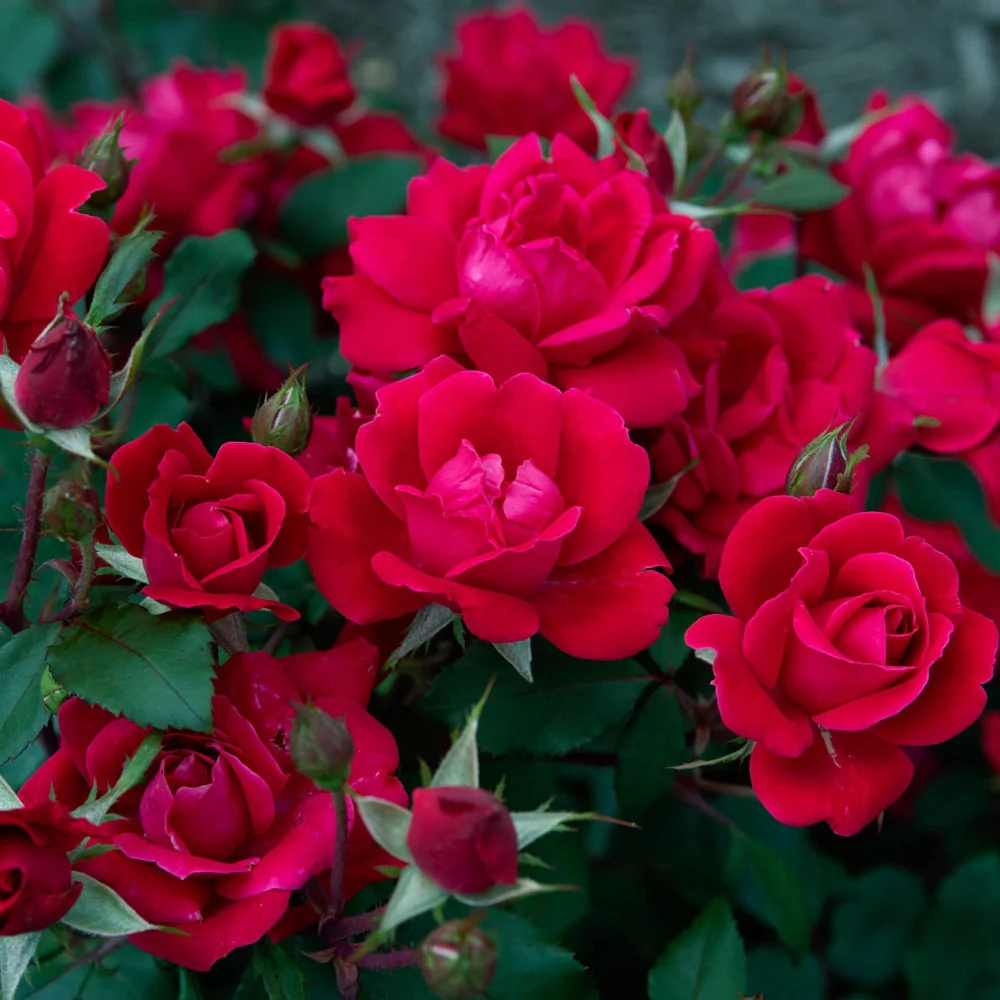Double Knock Out Shrub Rose - Image 3