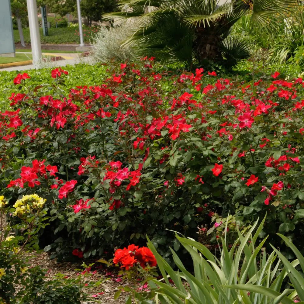 Shrub Rose Home Run® - Image 3