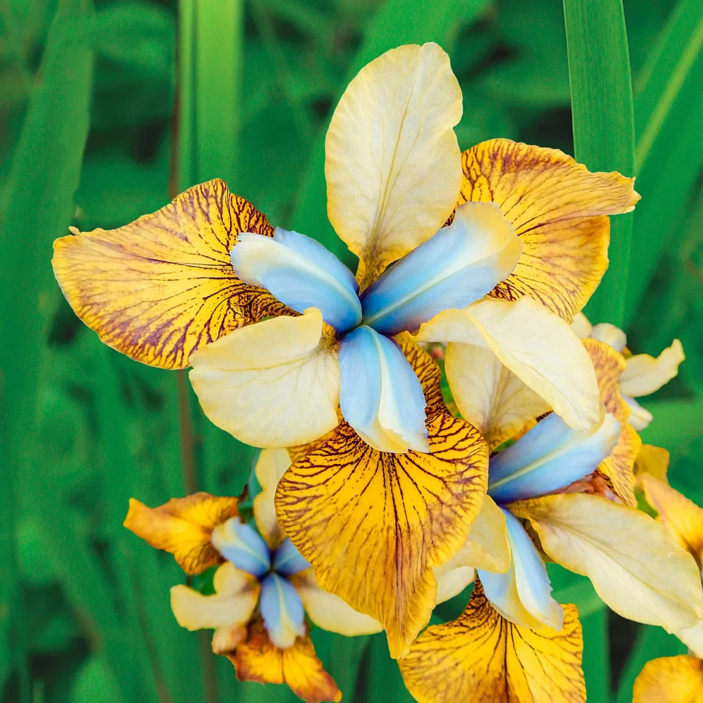 Siberian Iris Flying Fiddles