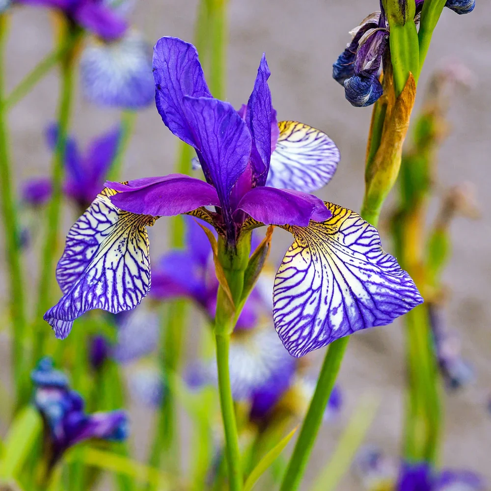 Shaker's Prayer Siberian Iris - Image 2