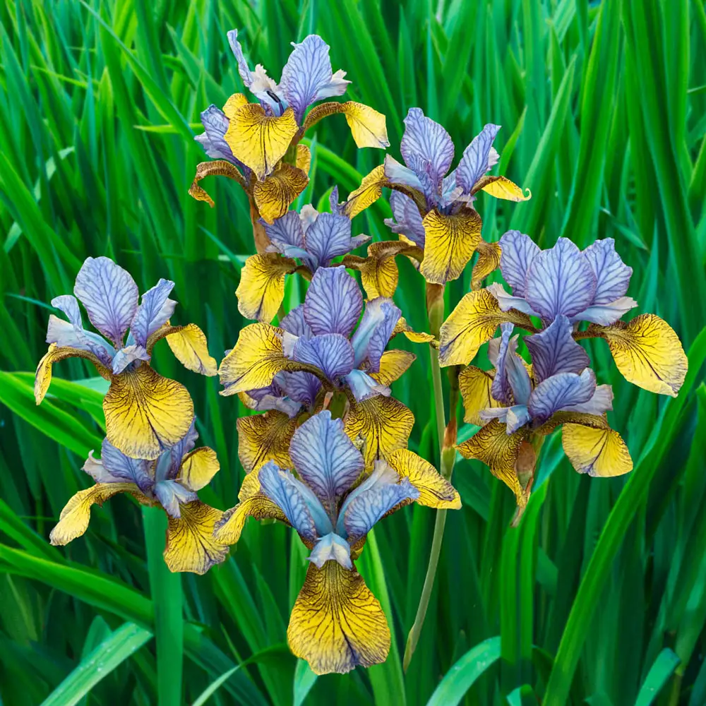 Siberian Iris So Van Gogh
