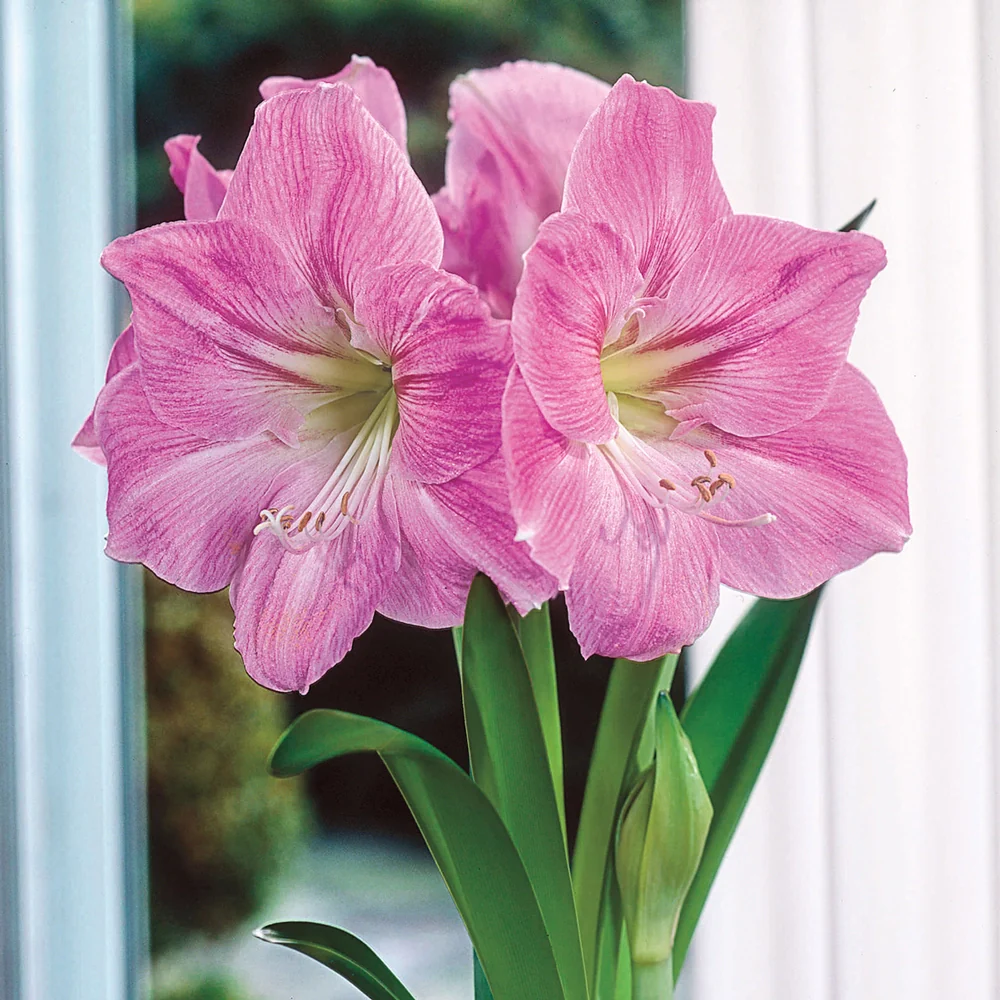 Single Amaryllis Candy Floss