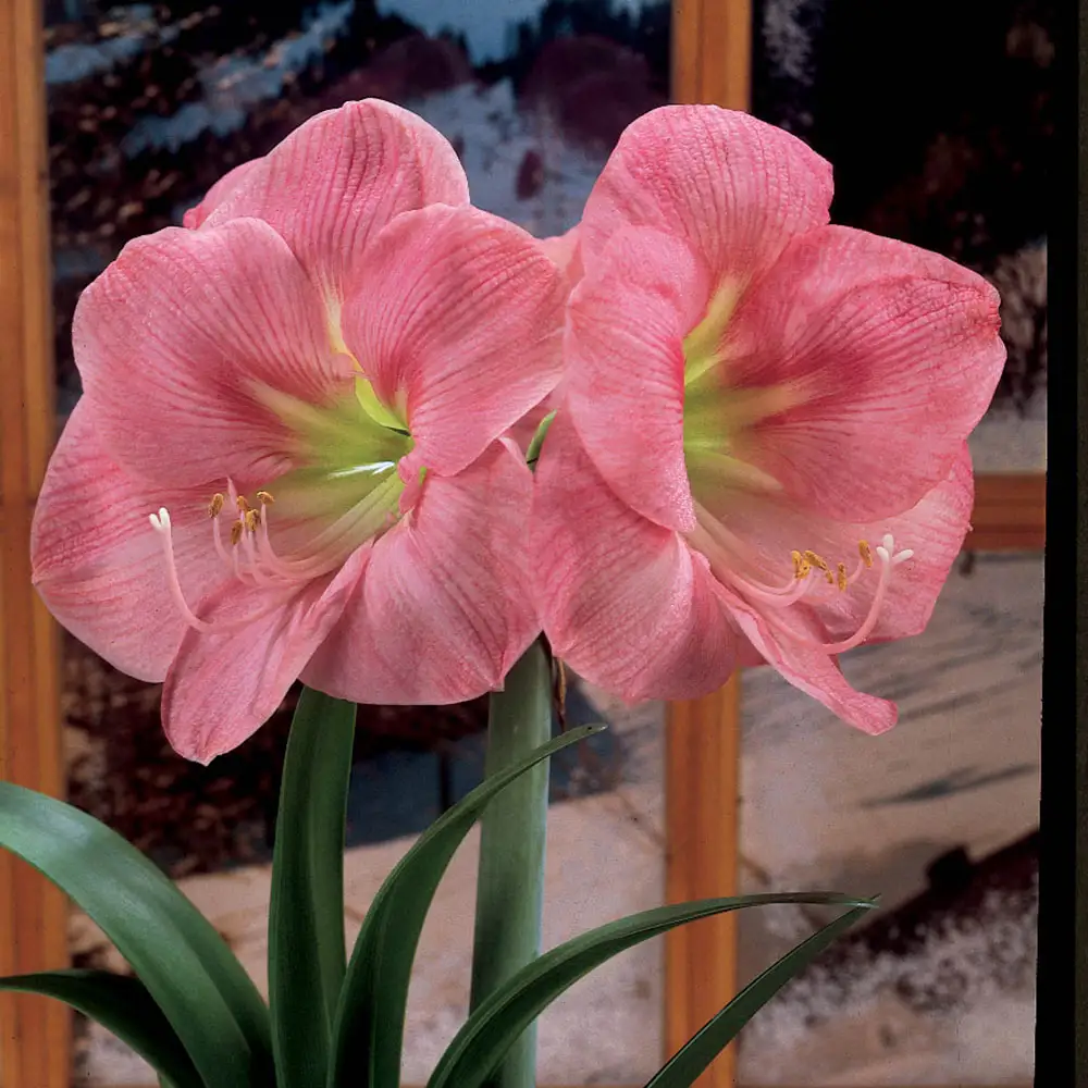 Single Amaryllis Candy Floss - Image 2