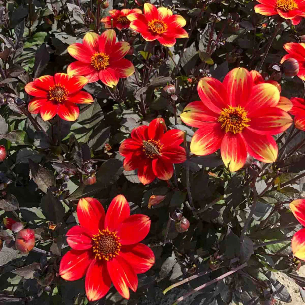 Single-Flowered Dahlia Dahlegria Bicolore - Image 2