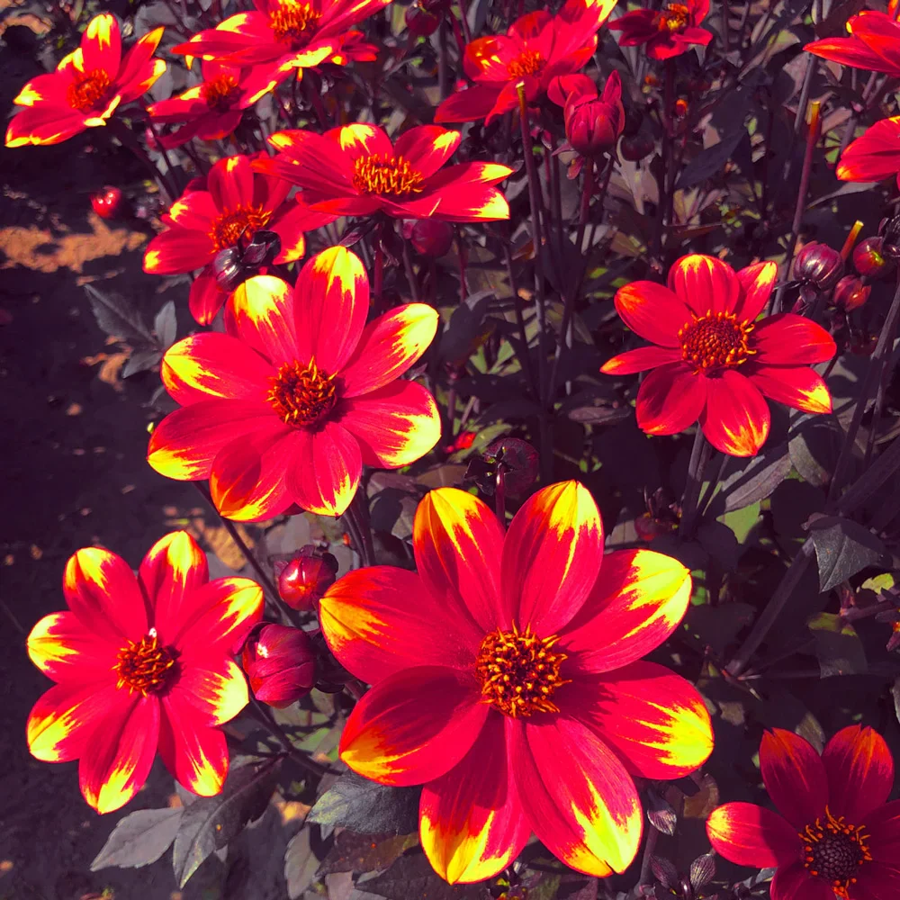 Single-Flowered Dahlia Dahlegria Bicolore - Image 3