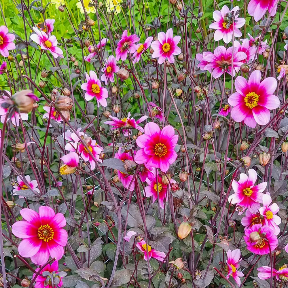 Single-Flowered Dahlia Wishes n Dreams - Image 2