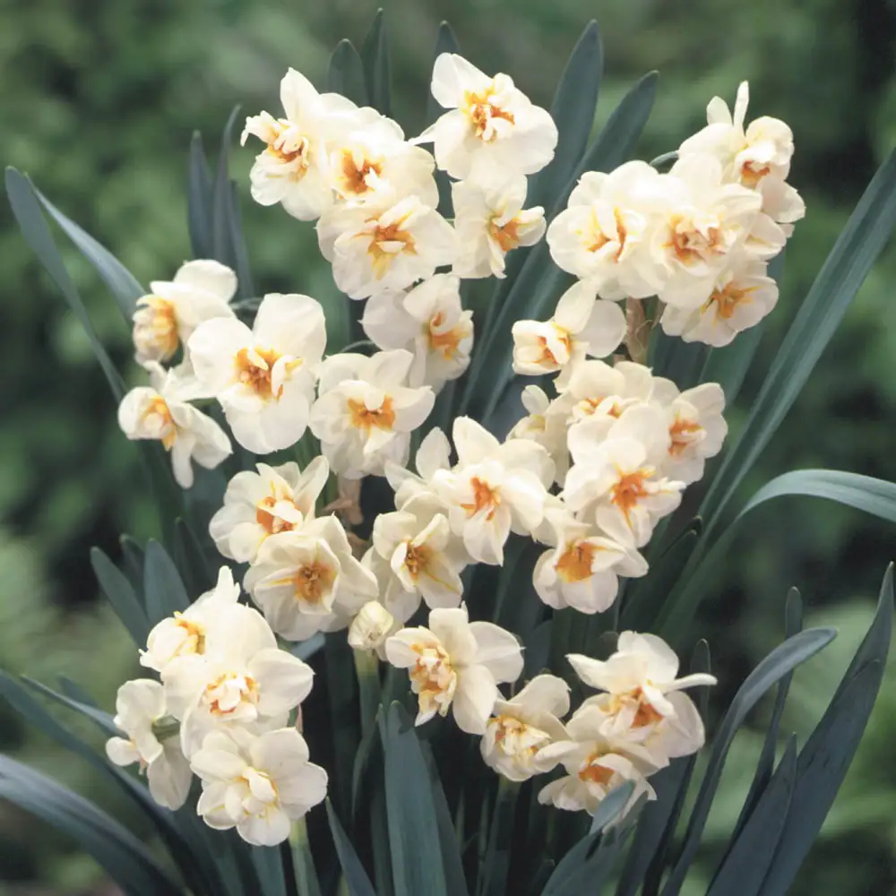 Double Daffodil Sir Winston Churchill