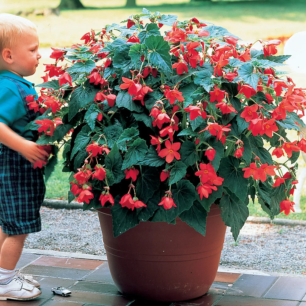 Skaugum Begonia