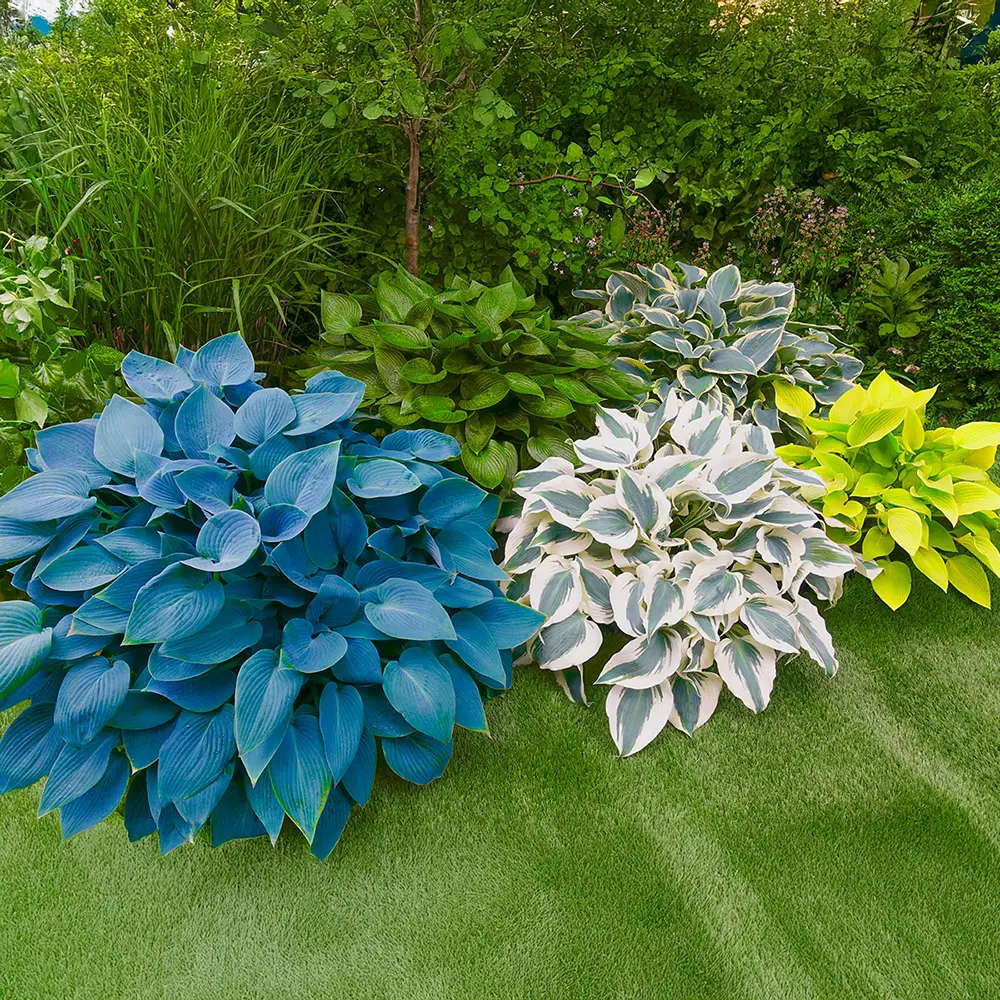 Slug Resistant Hosta Collection