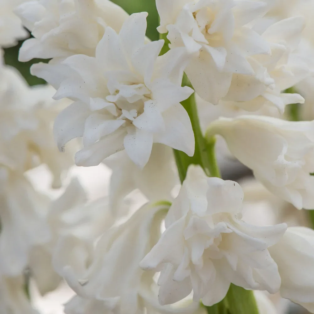 Snow Drift  UltraDouble™ Hyacinth - Image 2