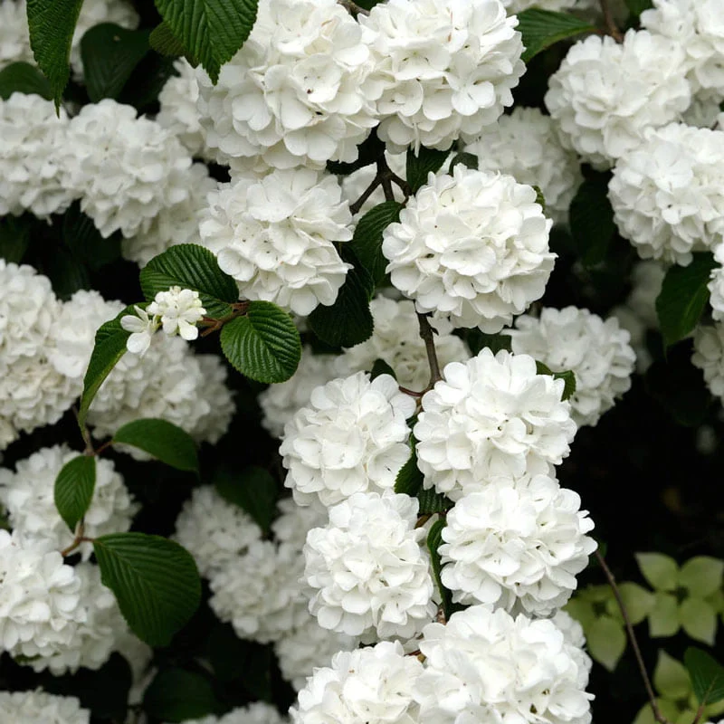 Snowball Viburnum