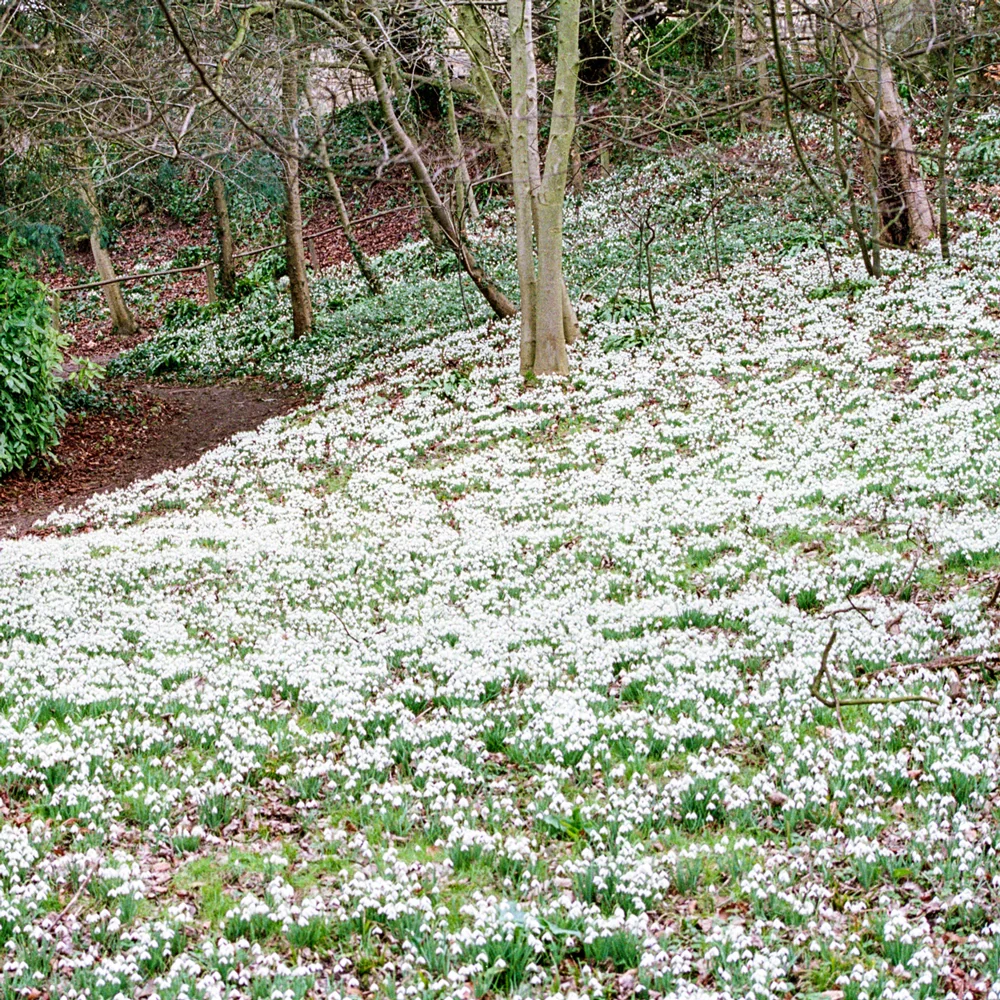 Snowdrops