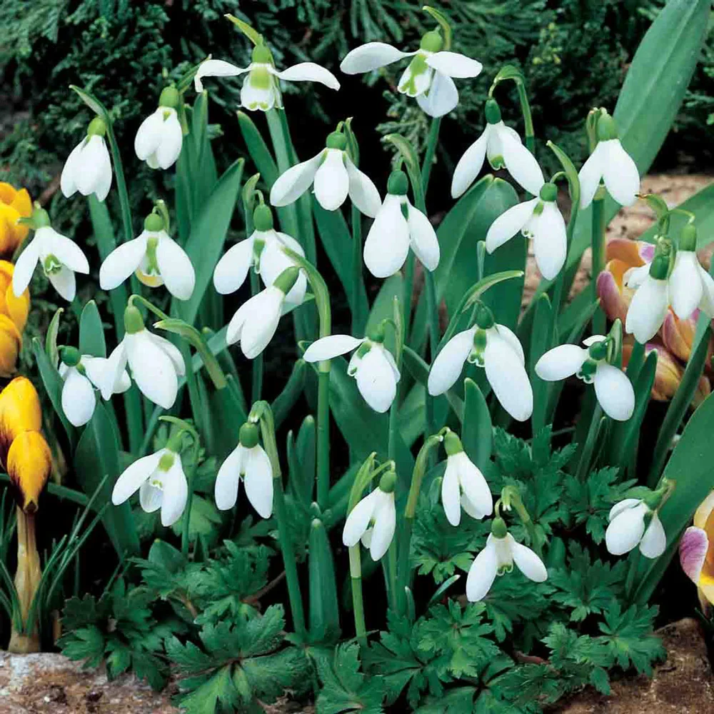 Snowdrops - Image 10