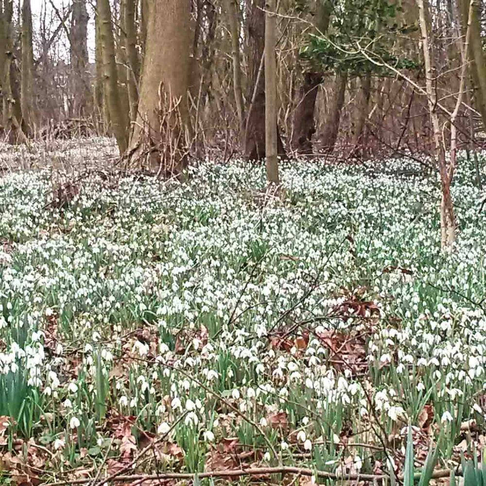 Snowdrops - Image 11